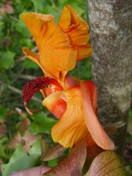 Kokia kauaiensis   - Flower