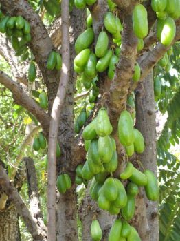 Averrhoa bilimbi   - Trunk and branches with fruit