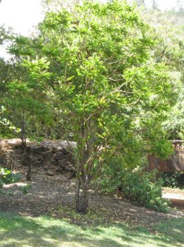 Averrhoa bilimbi   - Habit