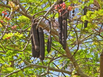 Cassia grandis   - Branch with flowers and fruit
