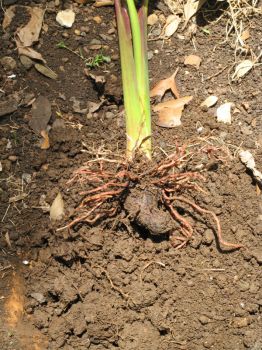 Colocasia esculenta   - Corm