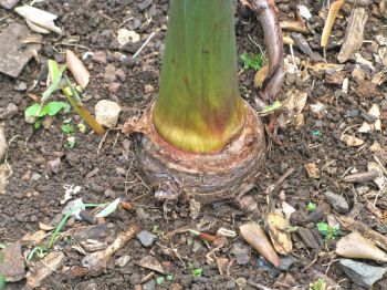 Colocasia esculenta   - Top of corm