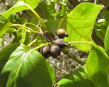 Cordia subcordata   - Branch with ripe fruit