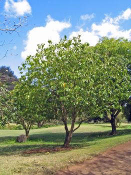 Cordia subcordata   - Habit