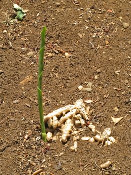 Curcuma longa   - Rhizomes with new growth
