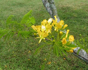 Delonix regia   - Branch with leaves and flowers, yellow form