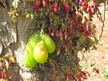 Averrhoa bilimbi   - Inflorescences and fruit