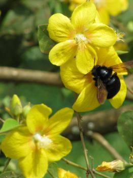 Bakeridesia integerrima   - Flowers with carpenter bee