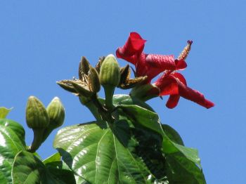 Hibiscus elatus   - Flowers, buds and fruits