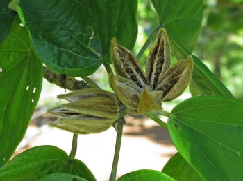 Hibiscus elatus   - Ripe capsule split open revealing seeds