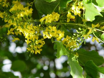 Pterocarpus indicus   - Inflorescences