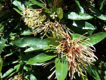 Ixora hookeri   - Leaves with flowers