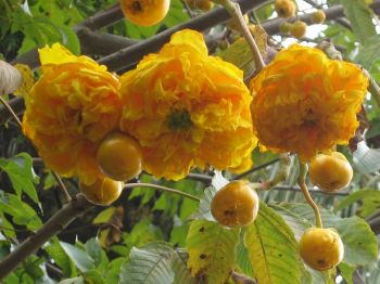 Cochlospermum vitifolium   - Open flowers and buds