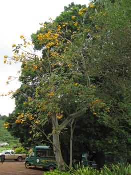 Cochlospermum vitifolium   - Habit, in flower