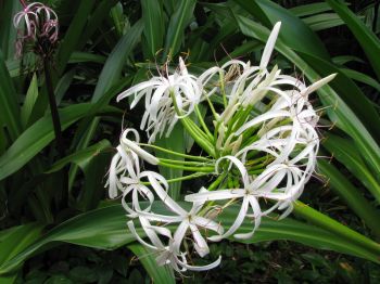 Crinum pedunculatum   - Inflorescence, white flower form