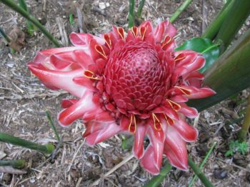 Etlingera elatior   - Inflorescence with bracts and flowers