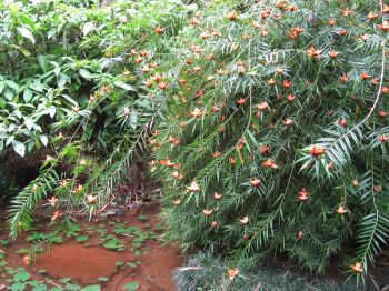 Freycinetia cumingiana   - Habit, flowering plant