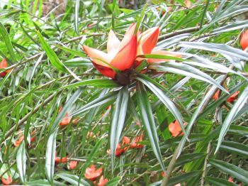 Freycinetia cumingiana   - Flowering branch