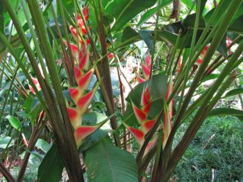 Heliconia wagneriana   - Habit