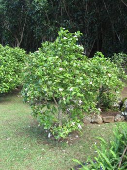 Hibiscus waimeae subsp. hannerae  - Habit, in flower