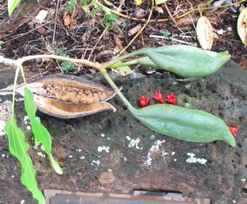 Brachychiton acerifolius   - Mature fruit with seeds, green fruit, flowers