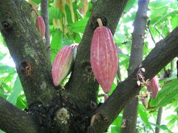 Theobroma cacao   - Immature fruits on trunk and branches