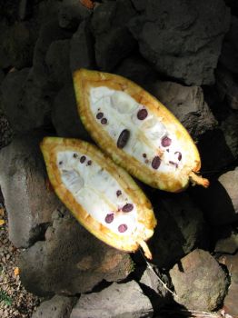 Theobroma cacao   - Fruit cut lengthwise to show white pulp and purple seeds