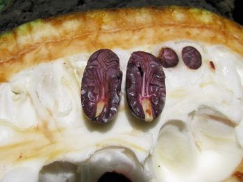 Theobroma cacao   - Split fruit revealing purple seeds