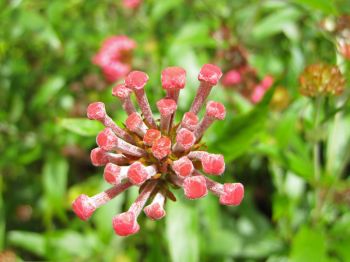 Arachnothryx leucophylla   - Inflorescence with unopened flowers