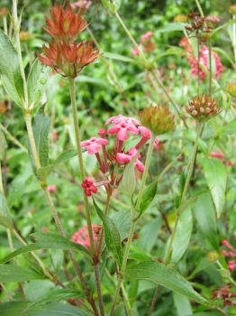 Arachnothryx leucophylla   - Flowering branches