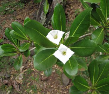 Bikkia tetrandra   - Flowers and leaves on branch