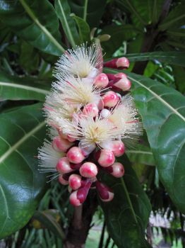 Barringtonia procera   - Inflorescence detail