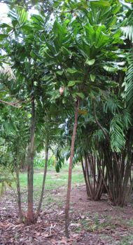 Barringtonia procera   - Habit, young plant