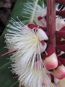 Barringtonia procera   - Open flowers and buds