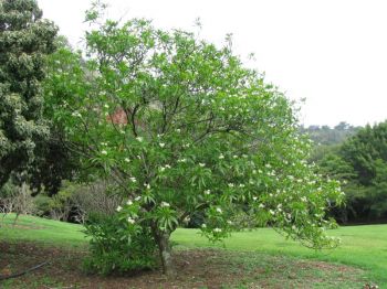 Cerbera manghas   - Habit, in flower
