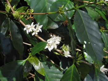 Coffea arabica   - Leaves, flowers and buds