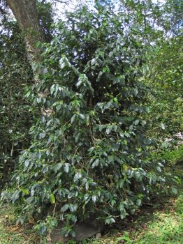 Coffea arabica   - Habit