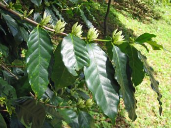 Coffea arabica   - Branch with clusters of flower buds