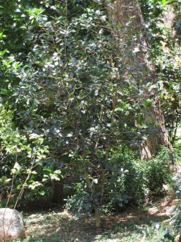 Coffea mauritiana   - Habit