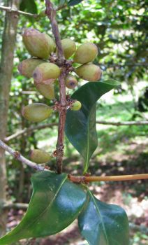 Coffea mauritiana   - Fruit cluster