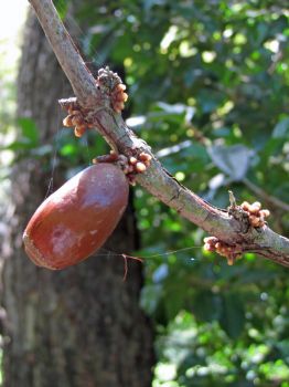 Coffea mauritiana   - Ripe fruit
