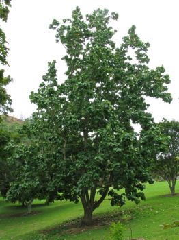 Hibiscus elatus   - Habit