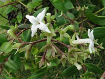 Kadua littoralis   - Flowers and buds