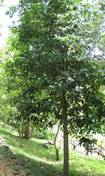 Morinda latibracteata   - Habit
