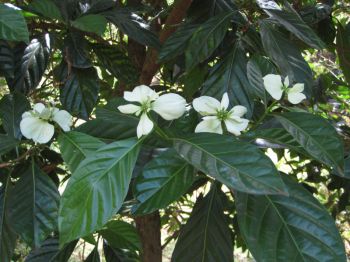 Morinda latibracteata   - Leaves and flowers