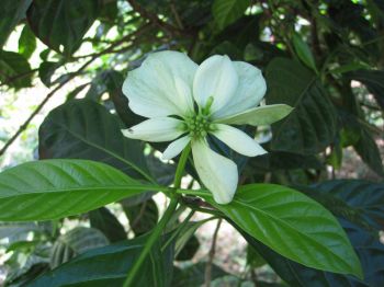 Morinda latibracteata   - Flower detail