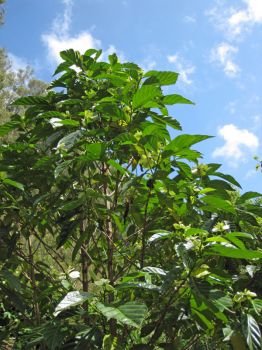 Morinda latibracteata   - Habit