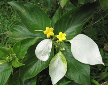 Mussaenda raiateensis   - Leaf, flower and sepal detail