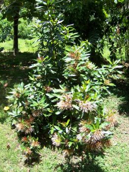 Ixora hookeri   - Habit, in flower