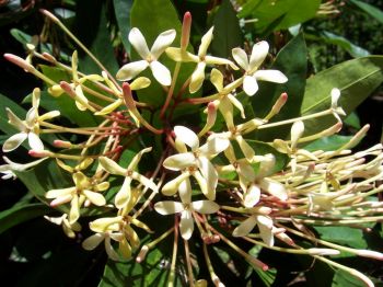 Ixora hookeri   - Inflorescence detail